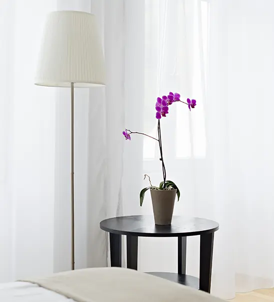 Orchidee auf einem Tisch im Hotel Burgblickhotel in Bernkastel-Kues, Mosel